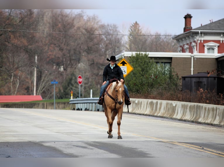 Quarter horse américain Hongre 8 Ans 157 cm Palomino in Clarion