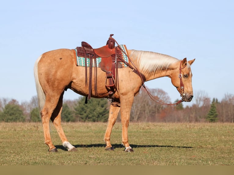 Quarter horse américain Hongre 8 Ans 157 cm Palomino in Clarion