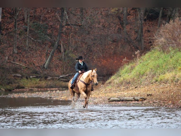 Quarter horse américain Hongre 8 Ans 157 cm Palomino in Clarion