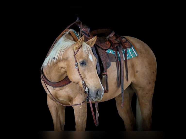 Quarter horse américain Hongre 8 Ans 157 cm Palomino in Clarion