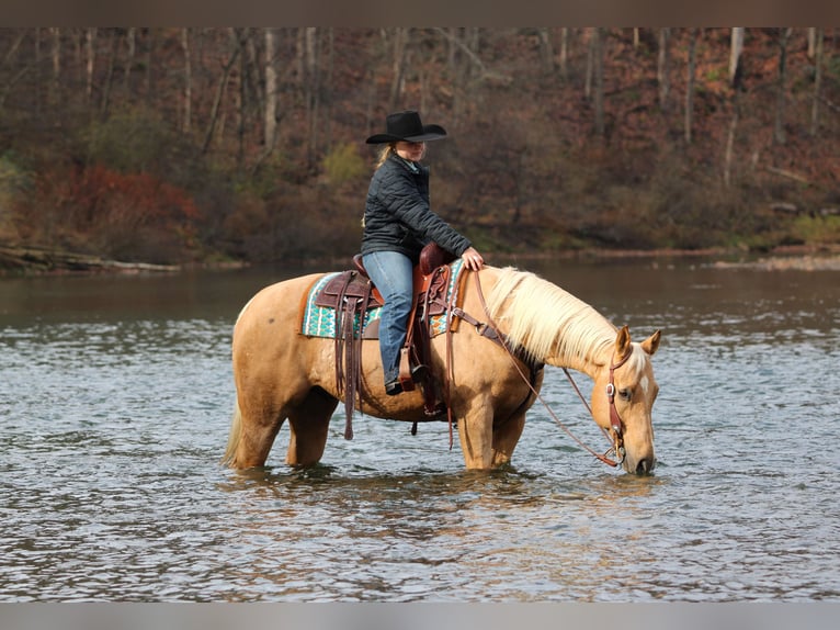 Quarter horse américain Hongre 8 Ans 157 cm Palomino in Clarion