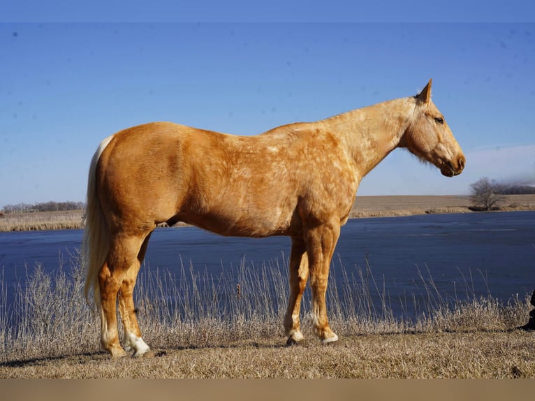 Quarter horse américain Hongre 8 Ans 157 cm Palomino in Sioux Falls, SD