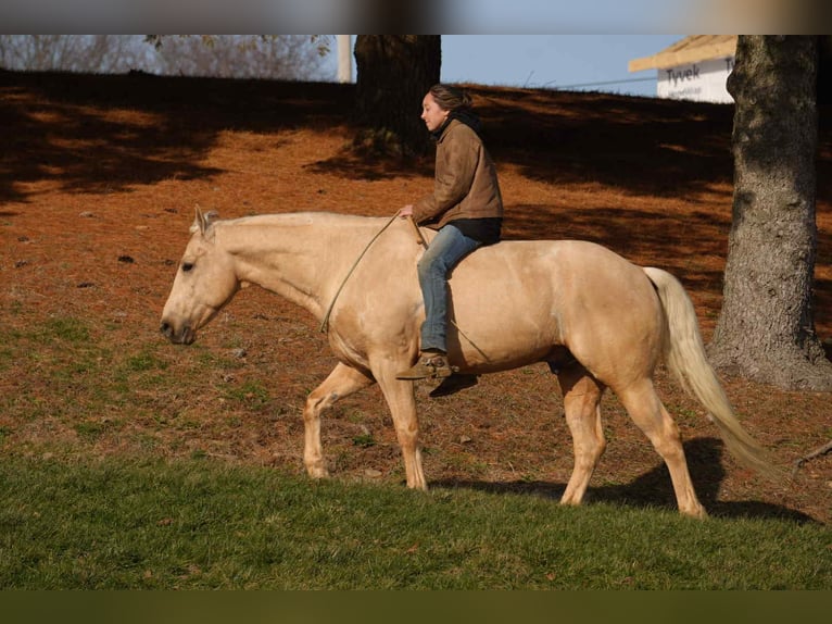 Quarter horse américain Hongre 8 Ans 157 cm Palomino in Fresno