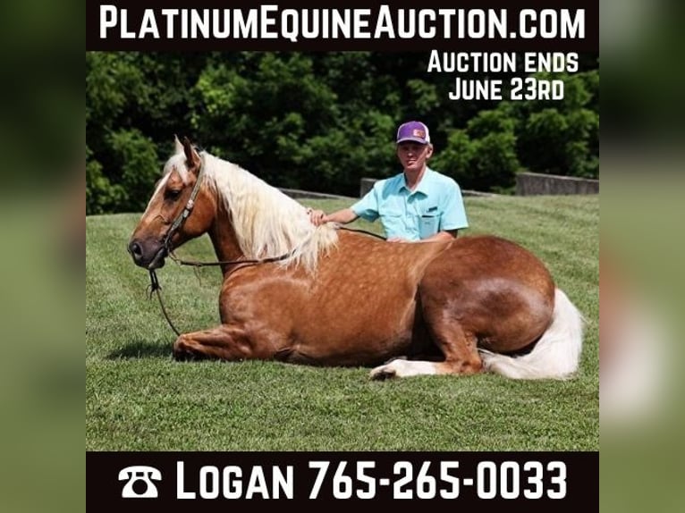 Quarter horse américain Hongre 8 Ans 157 cm Palomino in Level Green KY