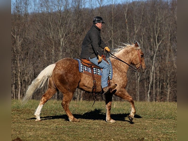 Quarter horse américain Hongre 8 Ans 157 cm Palomino in Level Green KY