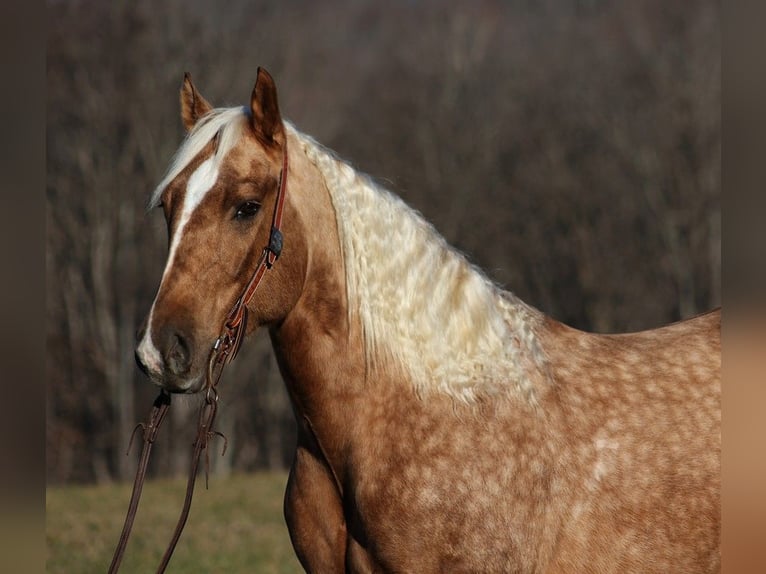 Quarter horse américain Hongre 8 Ans 157 cm Palomino in Level Green KY