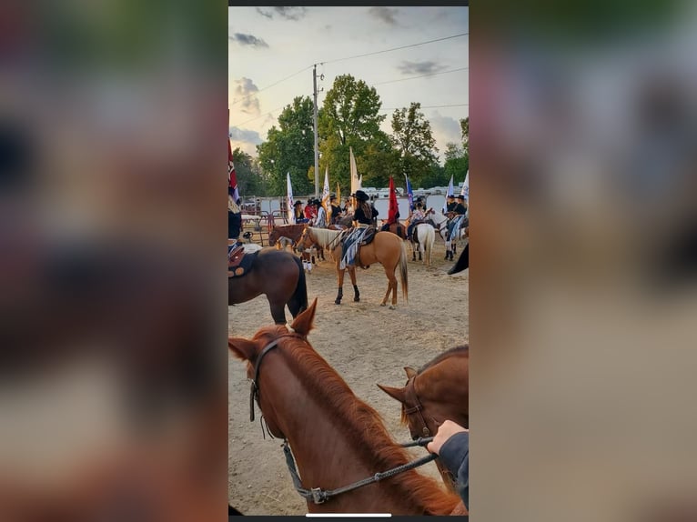 Quarter horse américain Hongre 8 Ans 157 cm Palomino in shobonier, IL