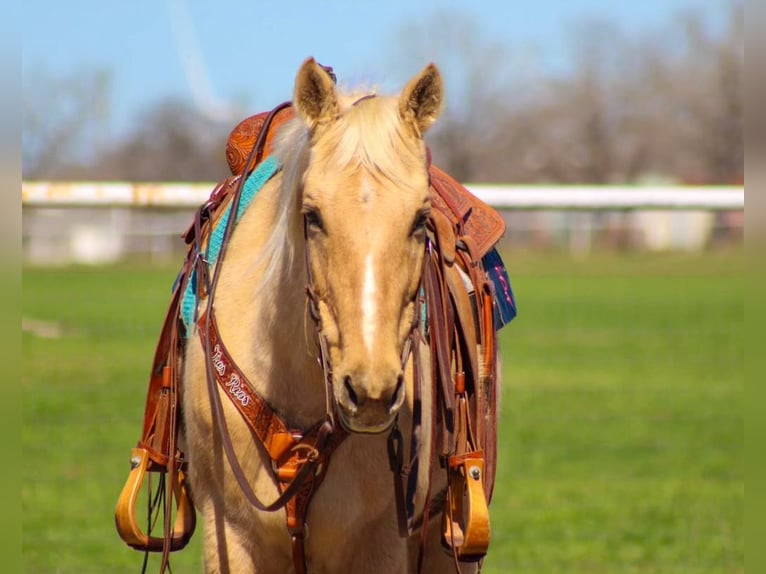 Quarter horse américain Hongre 8 Ans 157 cm Palomino in Stephenville, TX
