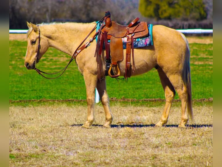 Quarter horse américain Hongre 8 Ans 157 cm Palomino in Stephenville, TX