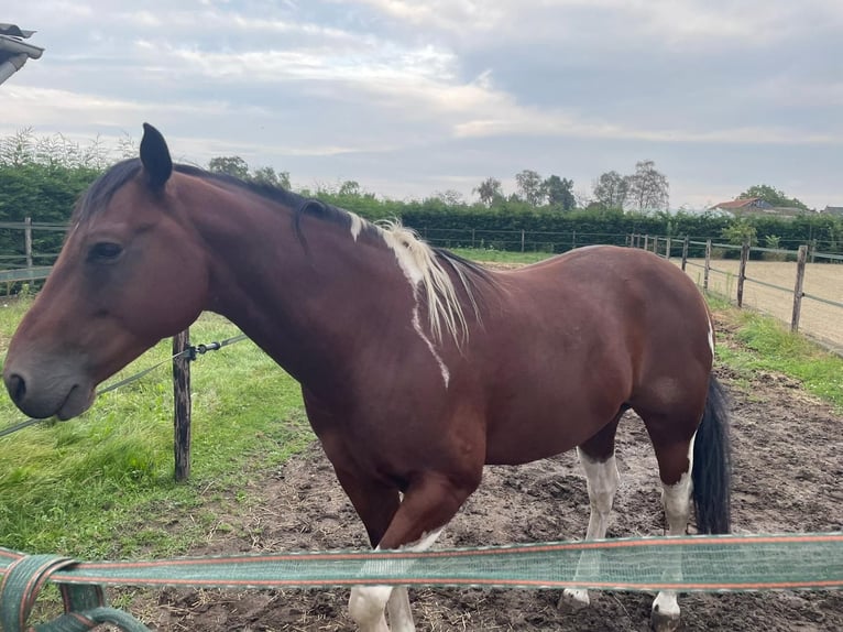 Quarter horse américain Hongre 8 Ans 158 cm Tobiano-toutes couleurs in Kinrooi