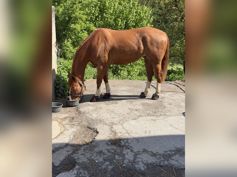 Quarter horse américain Hongre 8 Ans 160 cm Alezan in Remscheid