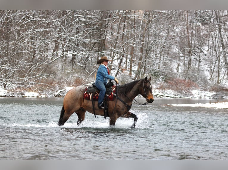 Quarter horse américain Hongre 8 Ans 160 cm Buckskin in Clarion