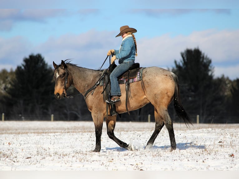 Quarter horse américain Hongre 8 Ans 160 cm Buckskin in Clarion