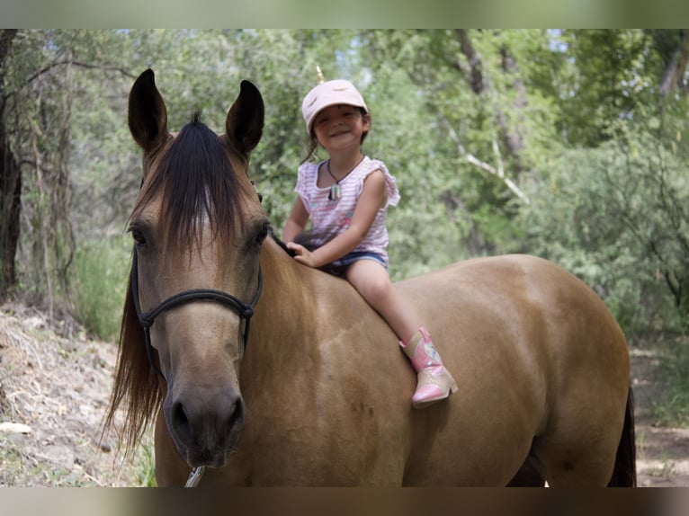 Quarter horse américain Hongre 8 Ans 160 cm Buckskin in Tonopah