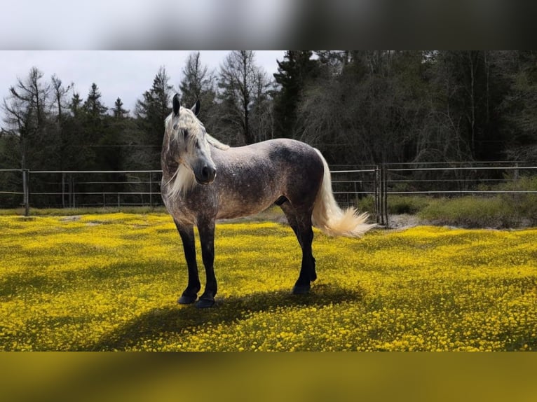 Quarter horse américain Hongre 8 Ans 160 cm Gris pommelé in Camden, MI