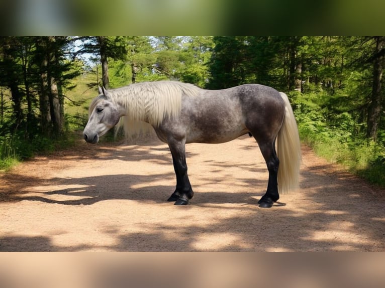 Quarter horse américain Hongre 8 Ans 160 cm Gris pommelé in Camden, MI