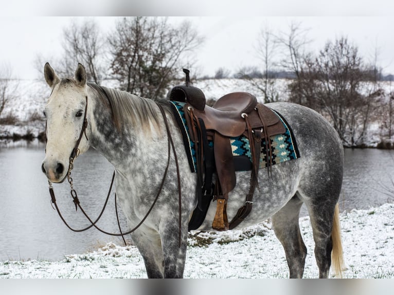 Quarter horse américain Hongre 8 Ans 160 cm Gris in Henderson
