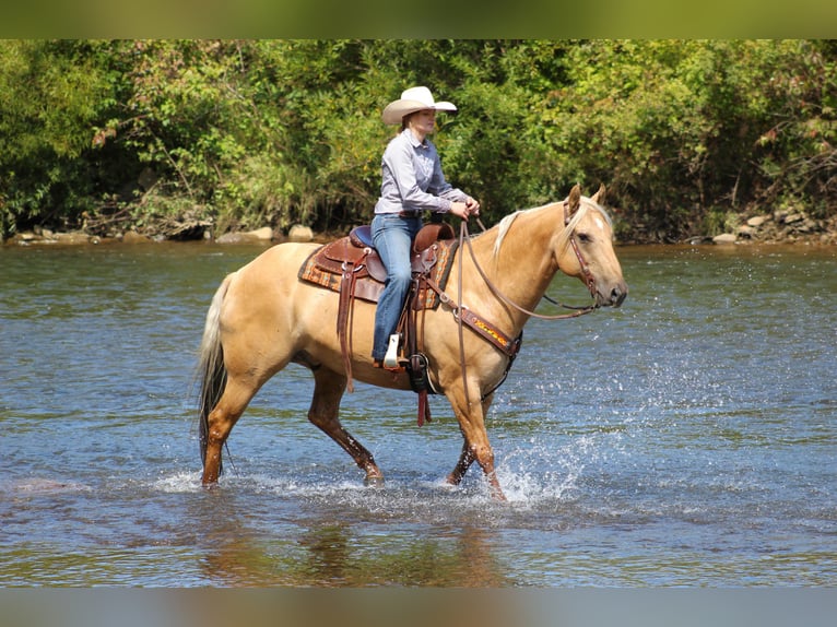 Quarter horse américain Hongre 8 Ans 160 cm Palomino in Shippenville, PA