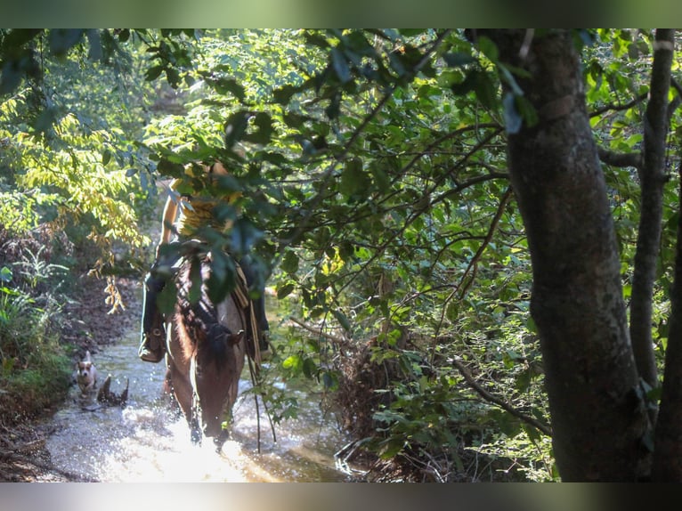 Quarter horse américain Hongre 8 Ans 160 cm Roan-Bay in Rusk, TX