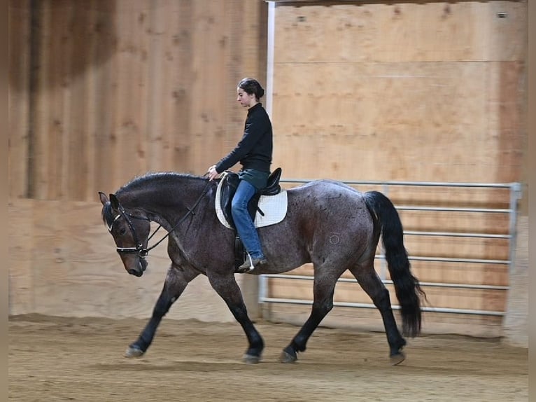 Quarter horse américain Croisé Hongre 8 Ans 160 cm Rouan Rouge in Millersburg