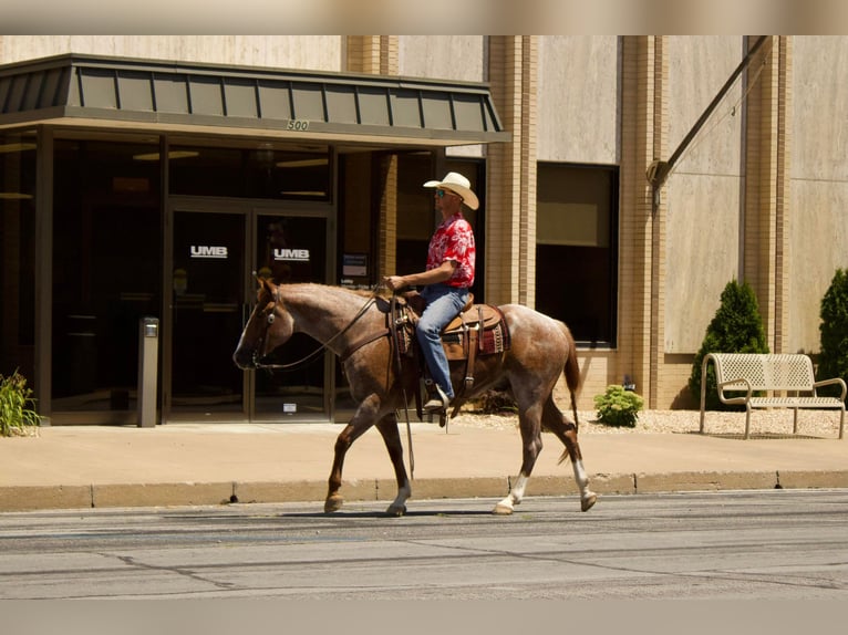 Quarter horse américain Hongre 8 Ans 160 cm Rouan Rouge in PUrdy MO