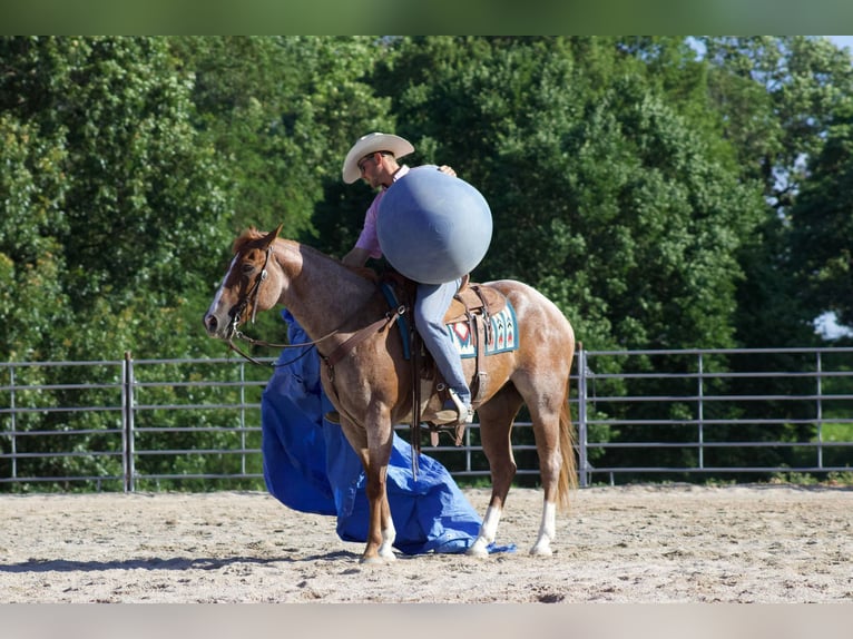 Quarter horse américain Hongre 8 Ans 160 cm Rouan Rouge in PUrdy MO
