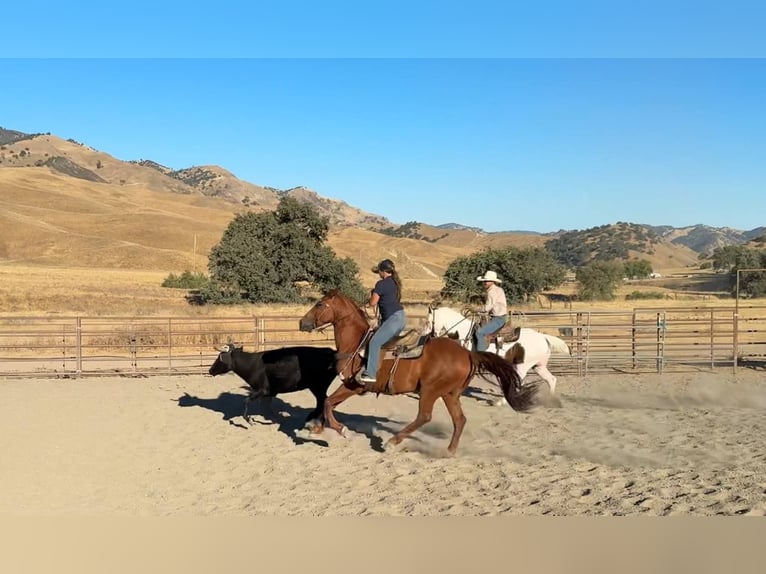 Quarter horse américain Hongre 8 Ans 163 cm Alezan cuivré in Bitterwater CA
