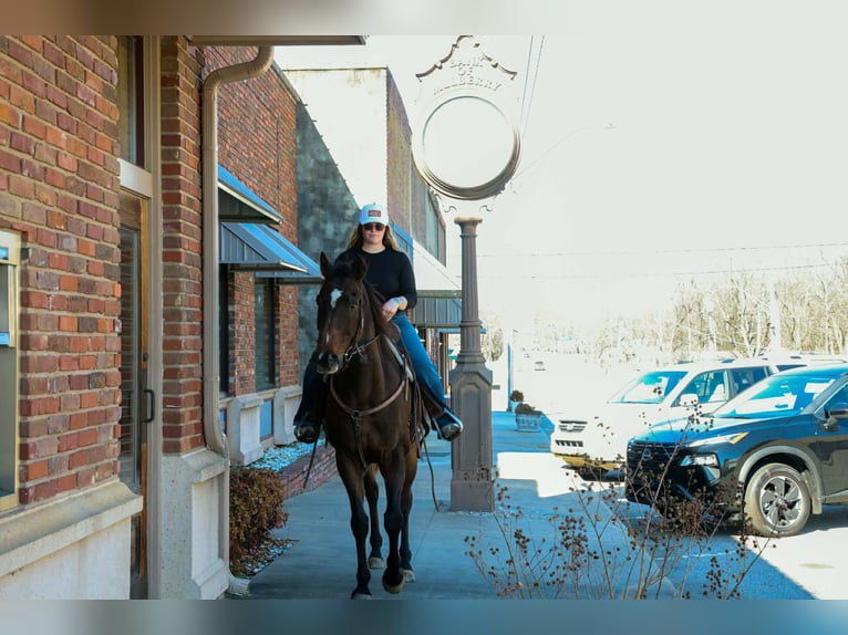 Quarter horse américain Croisé Hongre 8 Ans 163 cm Bai brun in Paola