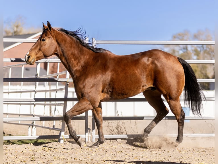 Quarter horse américain Hongre 8 Ans 163 cm Bai cerise in Riverton