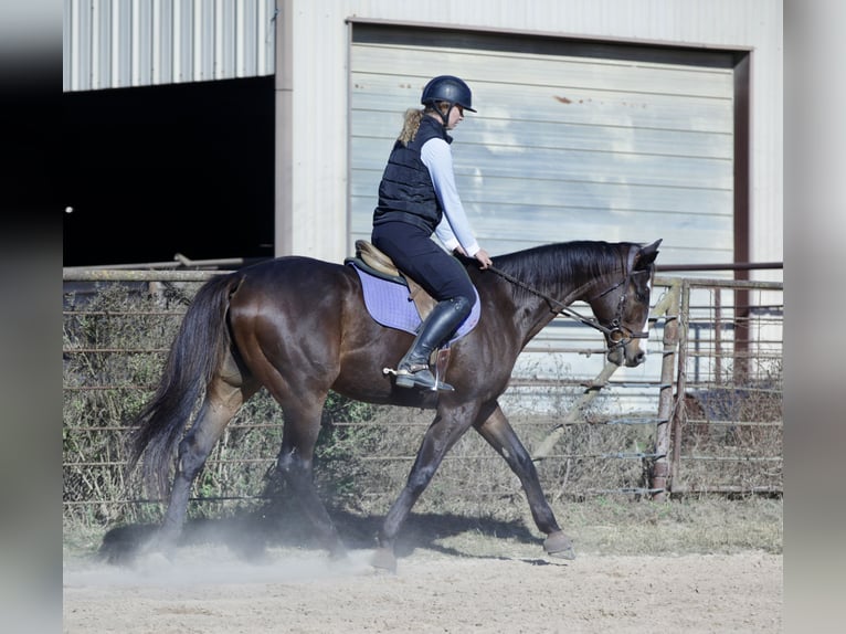 Quarter horse américain Croisé Hongre 8 Ans 163 cm Bai cerise in Athens