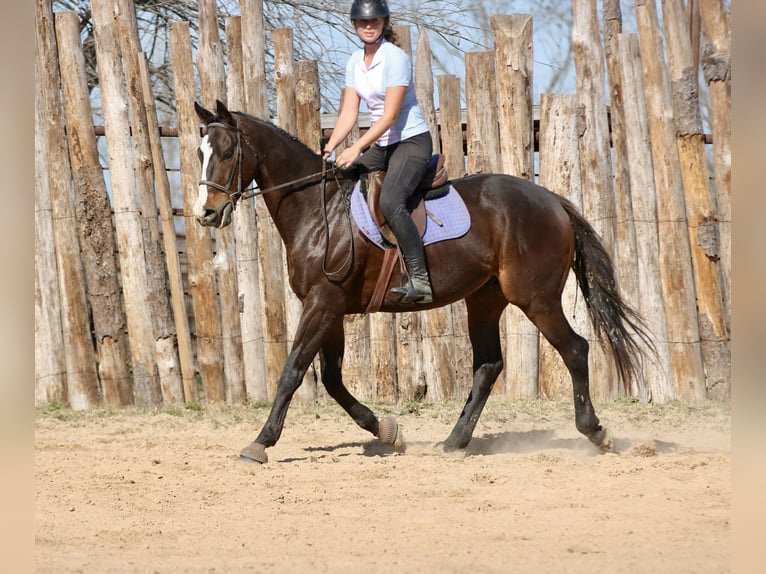 Quarter horse américain Croisé Hongre 8 Ans 163 cm Bai cerise in Athens