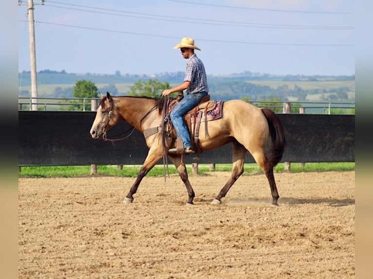 Quarter horse américain Hongre 8 Ans 163 cm Buckskin in La Motte