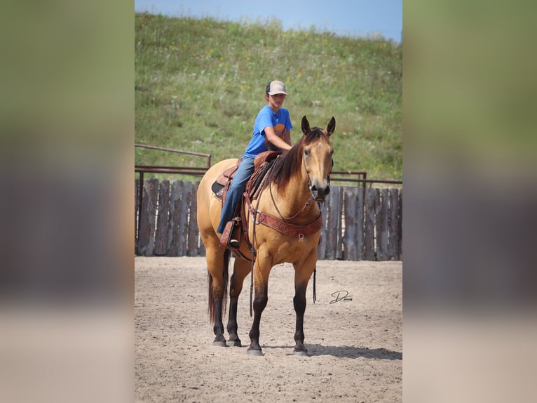 Quarter horse américain Hongre 8 Ans 163 cm Buckskin in Thedford, NE