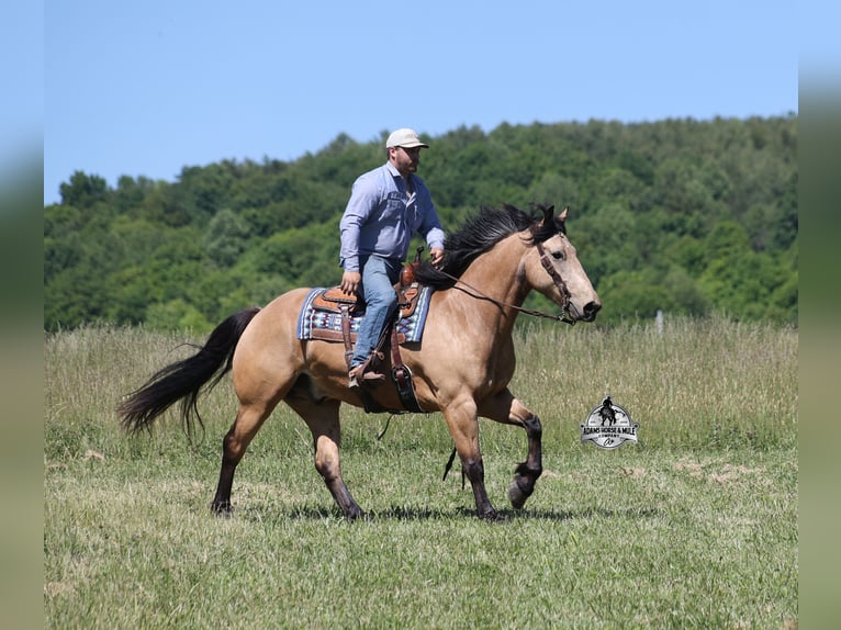 Quarter horse américain Hongre 8 Ans 163 cm Buckskin in Mount Vernon