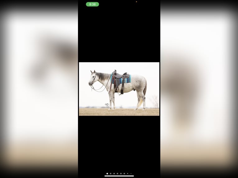 Quarter horse américain Hongre 8 Ans 163 cm Gris in Defuniak Springs Florida