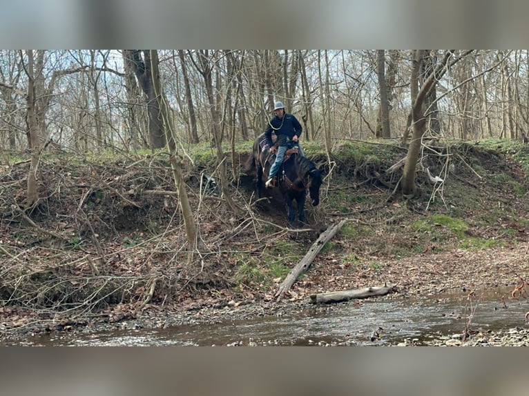 Quarter horse américain Hongre 8 Ans 163 cm Noir in Thopkinsville, KY