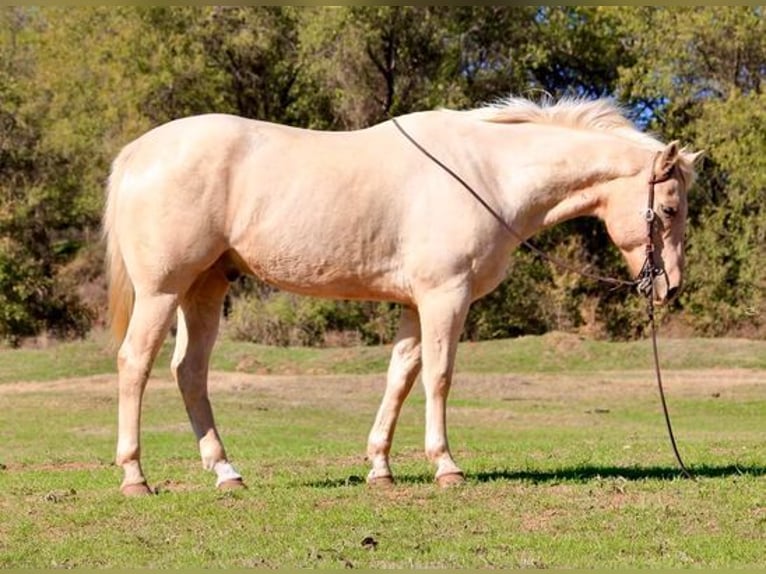 Quarter horse américain Hongre 8 Ans 163 cm Palomino in Weatherford, TX