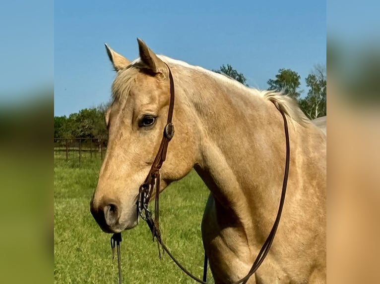 Quarter horse américain Hongre 8 Ans 163 cm Palomino in Wetherford TX