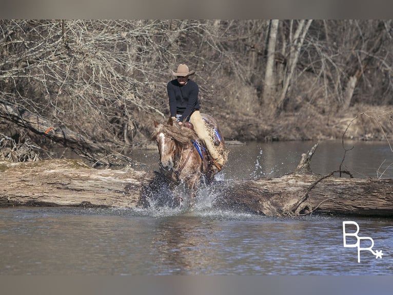 Quarter horse américain Hongre 8 Ans 163 cm Rouan Rouge in Mountain Grove MO