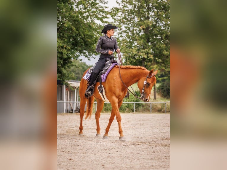 Quarter horse américain Hongre 8 Ans 165 cm Alezan in Grenzach-Wyhlen Quarter horse américain Hongre 8 Ans 165 cm Alezan in Grenzach-Wyhlen