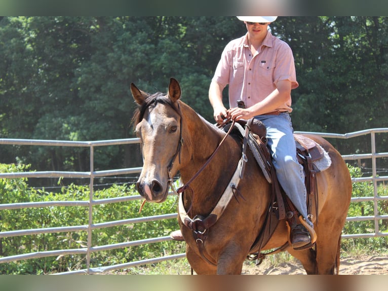 Quarter horse américain Hongre 8 Ans 165 cm Buckskin in Cherryville KY