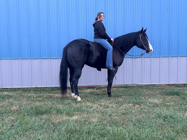 Quarter horse américain Hongre 8 Ans 165 cm Noir in Lisbon IA