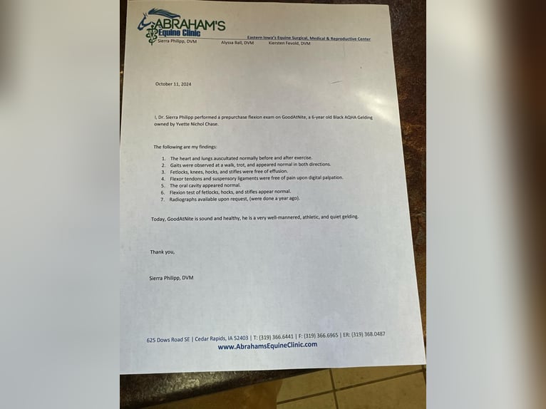 Quarter horse américain Hongre 8 Ans 165 cm Noir in Lisbon IA