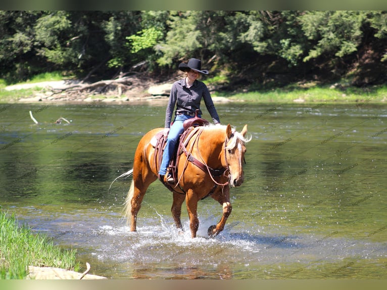 Quarter horse américain Hongre 8 Ans 165 cm Palomino in Clarion