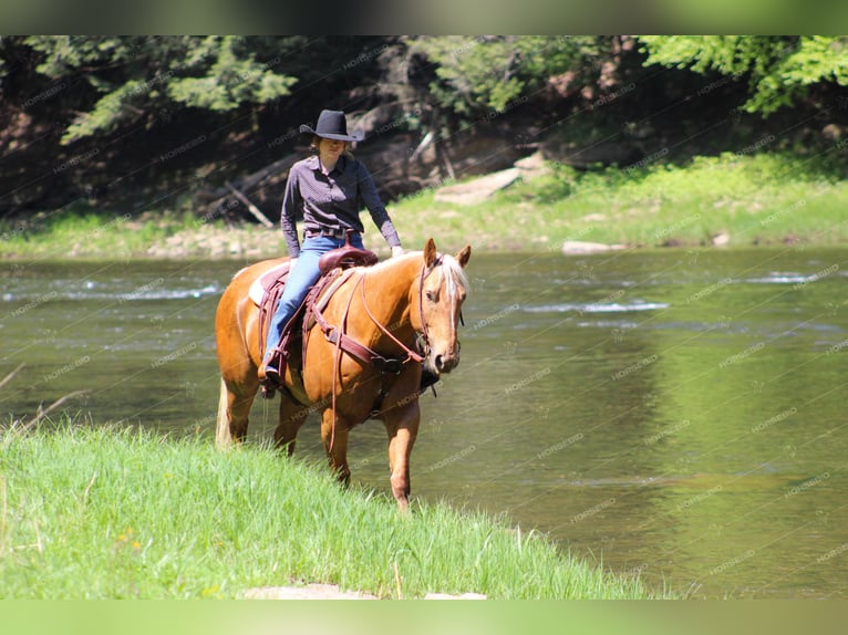 Quarter horse américain Hongre 8 Ans 165 cm Palomino in Clarion