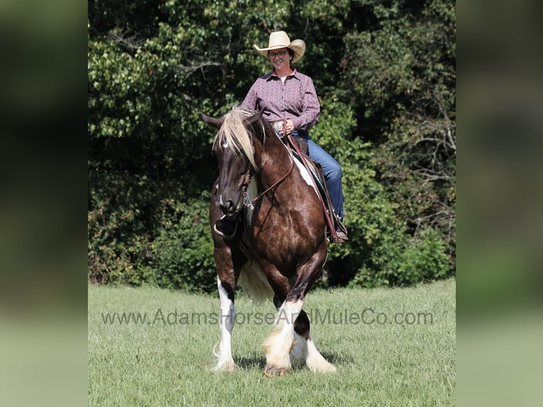 Quarter horse américain Hongre 8 Ans 165 cm in Mount Vernon