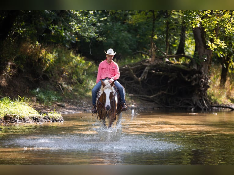 Quarter horse américain Hongre 8 Ans 165 cm Tobiano-toutes couleurs in Ewing Ky