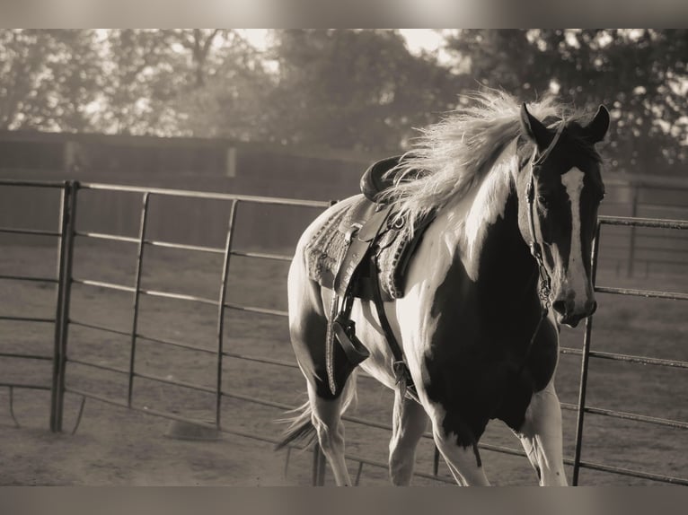 Quarter horse américain Hongre 8 Ans 168 cm Tobiano-toutes couleurs in Whitewright TX