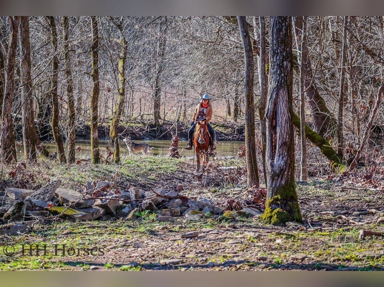 Quarter horse américain Hongre 8 Ans Alezan brûlé in flemingsburg Ky