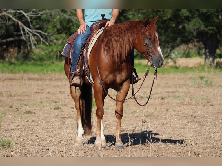 Quarter horse américain Hongre 8 Ans Alezan brûlé in Graham TX
